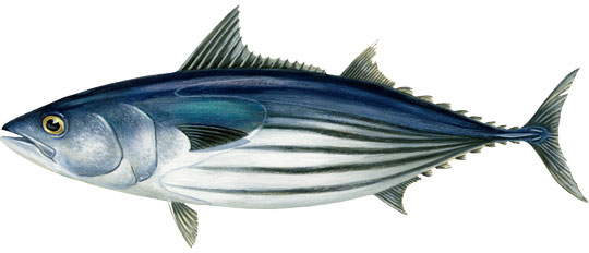 skipjack tuna