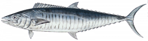 how-to-catch-spanish-mackerel