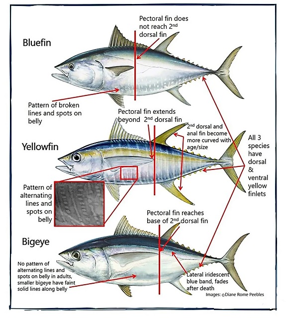 Yellowfin Tuna vs Bluefin Tuna