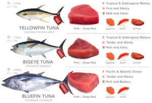 bluefin vs yellowfin tuna